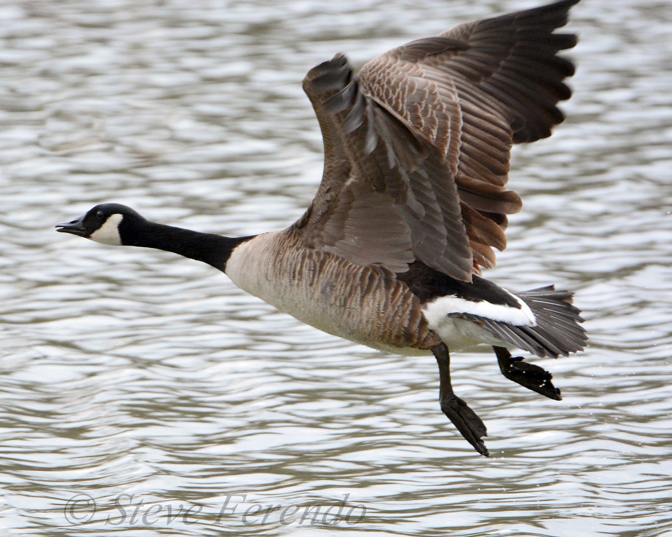 natural-world-through-my-camera-aggressive-canada-goose-gander